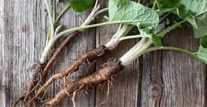 Organic Burdock root 50g