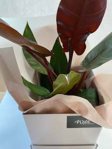 Philodendron ‘Sun Red’ + Gift Box