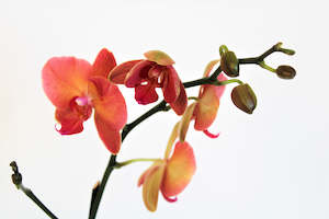 Phalaenopsis orchid (Moth Orchid)