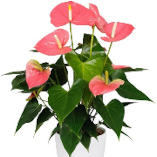 Flower: Anthurium (Flamingo flower)