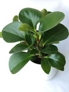 Peperomia obtusifolia ‘Jade’