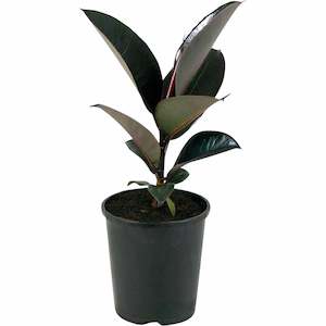 Ficus ‘Burgundy’ (Dark leaved Rubber Tree)