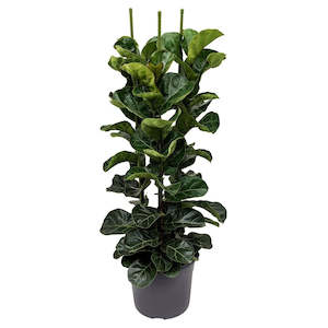 Flower: Ficus ‘Bambino’