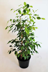 Ficus ‘Reginald’