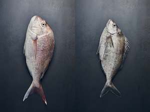 Seafood Pack: Snapper & Tarakihi