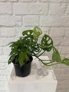 Monstera Monkey Mask