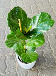 Ficus Lyrata 17cm (in ceramic)