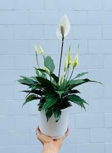 Peace Lily (in ceramic)