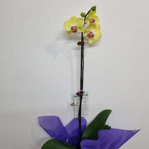 Florist: Potted Orchid (phalaenopsis)