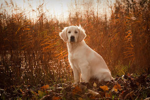 Animal food manufacturing: Treats for Dogs