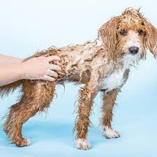 Ethique 1: Shampooch-Shampoo for Sensitive Dogs