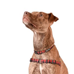 Pet: Buffalo Front-Clip Harness