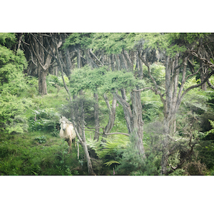 Ghost Horse (Colour) - Wonderbird - Photography & Design Studio