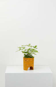 Archie Planter | Small