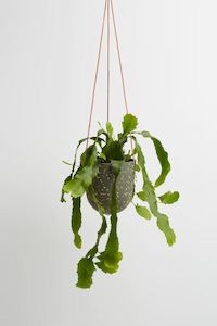 Hanging Planter