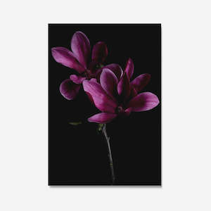 Magnolia Velvet Print A3