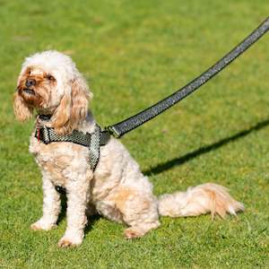 Harnesses: Happy Harry Harness