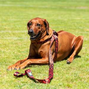 Lady Bug Harness