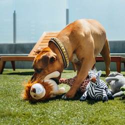 Pet: P.L.A.Y. Safari | Lion Dog Toy