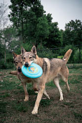 Pet: Laroo | Dog Frisbee