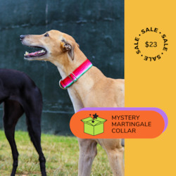 1 x Mystery Martingale Collar | Designer Collection