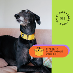 1 x Mystery Martingale Collar | Adventure Collection