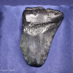 China, glassware and earthenware wholesaling: Megalodon Tooth