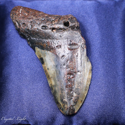 Megalodon Tooth