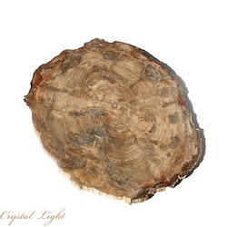 Petrified Wood Slice