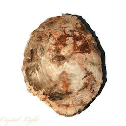 Petrified Wood Slice