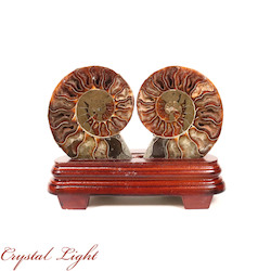 Ammonite Pair on Stand