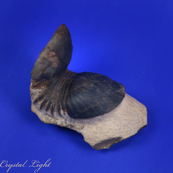 China, glassware and earthenware wholesaling: Trilobite Fossil on Matrix