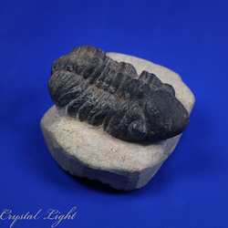 Trilobite Fossil on Matrix