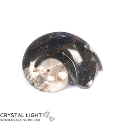 China, glassware and earthenware wholesaling: Goniatite Fossil