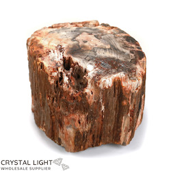 Petrified Wood Specimen