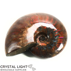 China, glassware and earthenware wholesaling: Ammonite Fossil