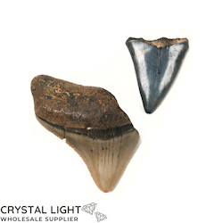 Megalodon Tooth Lot