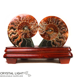 Ammonite Pair on Stand