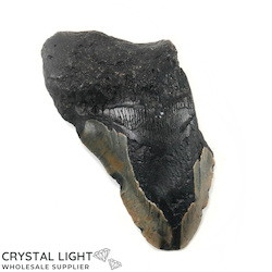 China, glassware and earthenware wholesaling: Megalodon Tooth Large