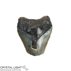 China, glassware and earthenware wholesaling: Megalodon Tooth