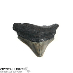 Megalodon Tooth