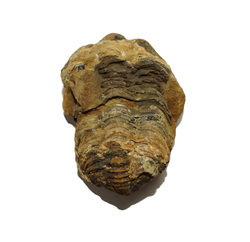 China, glassware and earthenware wholesaling: Trilobite Fossil