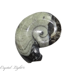 China, glassware and earthenware wholesaling: Goniatite Fossil