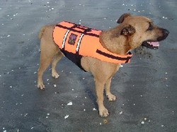 Pet-Saver Life Jacket large