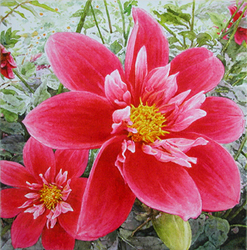 Artist supply: Pink Dahlia