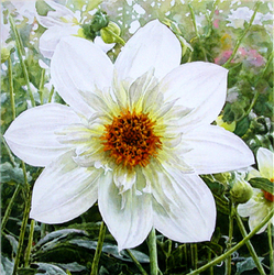 Artist supply: White Dahlia