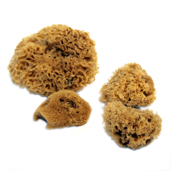 Royal Sea Sponges