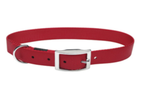 Animal - live: Dogit Nylon Dog Collar 25mm x 61cm