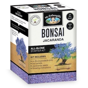 Bonsai Starter Kit – Jacaranda