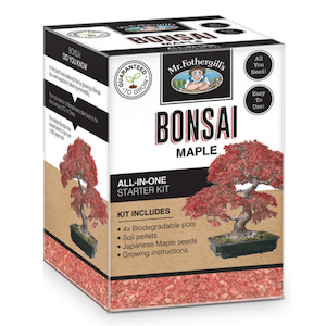 Bonsai Starter Kit – Maple